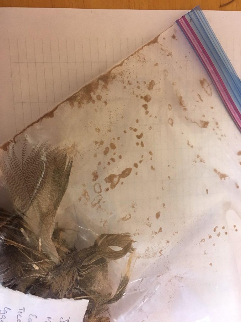 SarahKnutie's tweet image. Want nightmares? 

Take a look at these aggregations (tan blobs) of nest mites from a swallow nest...

Thousands upon thousands of parasitic mites... 😳😱🤯🤮

@MWButler2 @uconneeb @LafCol #uconneeb @UConnResearch