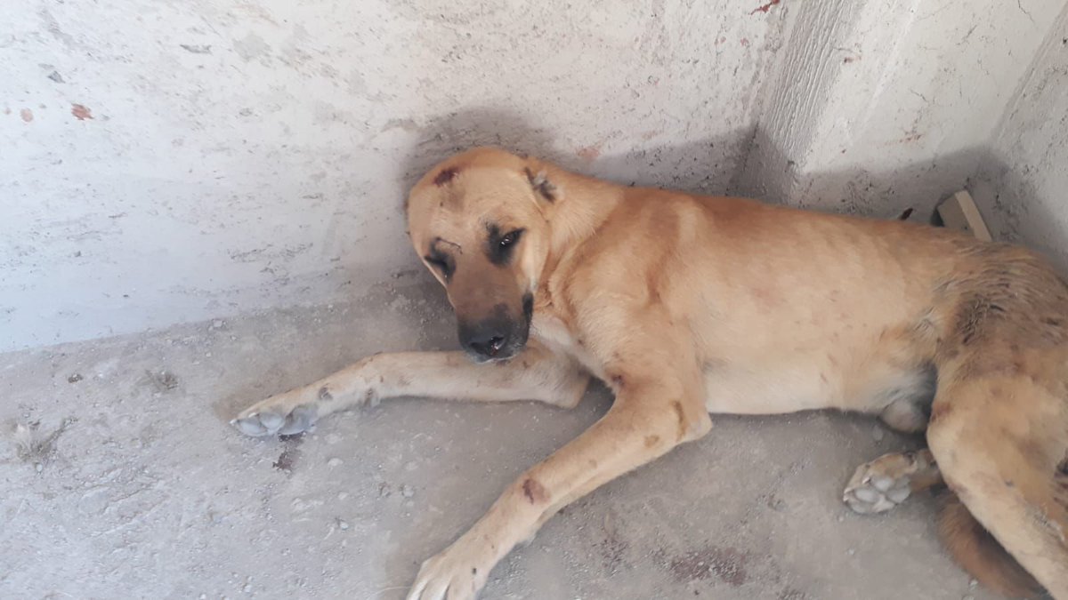HAYKON_Official's tweet photo. Karaman’da sahipli köpeği değnekler kırılana kadar dövüp, sivri uçlu sopalarla İŞKENCE ettiler!CANİLER halen SERBEST.Bu VAHŞET her an bir ÇOCUK CİNAYETİNE DÖNÜŞEBİLİR! Kurumları ACİLEN GÖREVE DAVET EDİYORUZ! 
@karamandkmp 0338 214 9388 (140) @KaramanValiligi (+90) 338 226 7000 https://t.co/EEZBMXSO1P