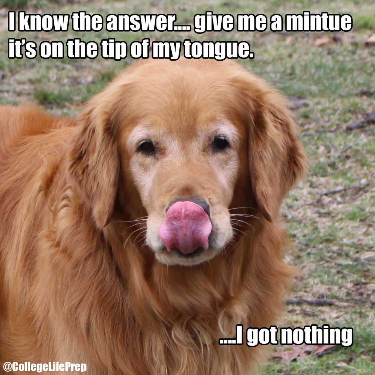 CollegeLifePup's tweet photo. When the answer is just on the tip of your tongue. https://t.co/4zFHIhKvrP