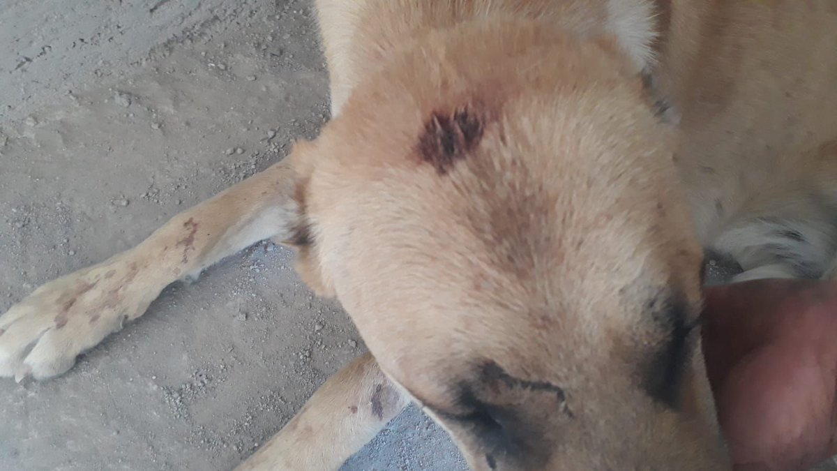 HAYKON_Official's tweet photo. Karaman’da sahipli köpeği değnekler kırılana kadar dövüp, sivri uçlu sopalarla İŞKENCE ettiler!CANİLER halen SERBEST.Bu VAHŞET her an bir ÇOCUK CİNAYETİNE DÖNÜŞEBİLİR! Kurumları ACİLEN GÖREVE DAVET EDİYORUZ! 
@karamandkmp 0338 214 9388 (140) @KaramanValiligi (+90) 338 226 7000 https://t.co/EEZBMXSO1P
