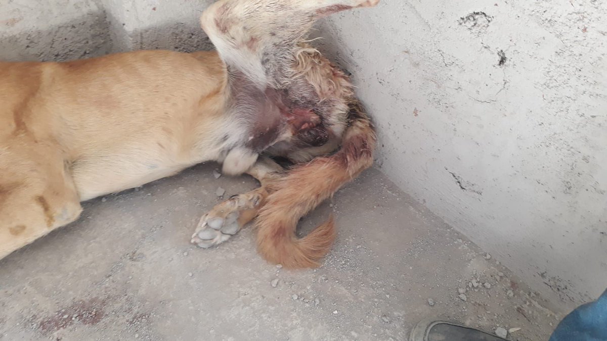 HAYKON_Official's tweet photo. Karaman’da sahipli köpeği değnekler kırılana kadar dövüp, sivri uçlu sopalarla İŞKENCE ettiler!CANİLER halen SERBEST.Bu VAHŞET her an bir ÇOCUK CİNAYETİNE DÖNÜŞEBİLİR! Kurumları ACİLEN GÖREVE DAVET EDİYORUZ! 
@karamandkmp 0338 214 9388 (140) @KaramanValiligi (+90) 338 226 7000 https://t.co/EEZBMXSO1P