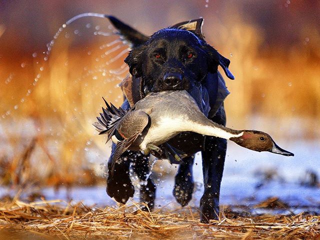 TonyVandemore's tweet photo. The Meat Dog, the Myth, the Legend. He’d have been 16 this month. Forever grateful for everything he did for me, and the legacy he passed down. For anyone who’s seen an older video of me and my boy, or hunted with us, I’m sending a “RUUUUUFFFFFFF!!!!” up… https://t.co/Q9sxr8nucK https://t.co/k7f2I4reHf