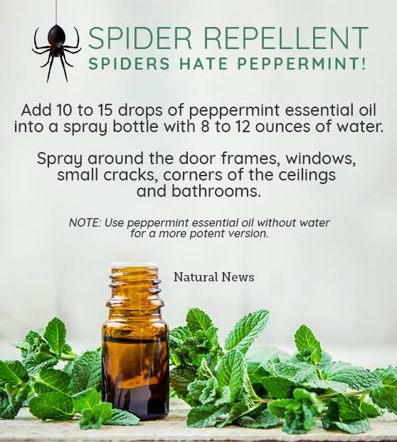 Homestead4Honey's tweet photo. #EssentialOils #Peppermint #Spiders #SpiderRepellent #Natural #NaturalPestControl https://t.co/7QTH0cEFsW
