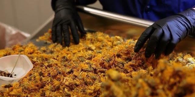 MtnRoseHerbs's tweet photo. Quality is not a term we use lightly. Take a peak inside our QC Lab and see the ways we ensure each botanical that comes through our door are to our standards. If we wouldn't offer it to our families, we wouldn't offer it you.
https://t.co/ThtFZ2GfVZ
#qualityherbs #qualitymatters https://t.co/IBjwuX4fhC