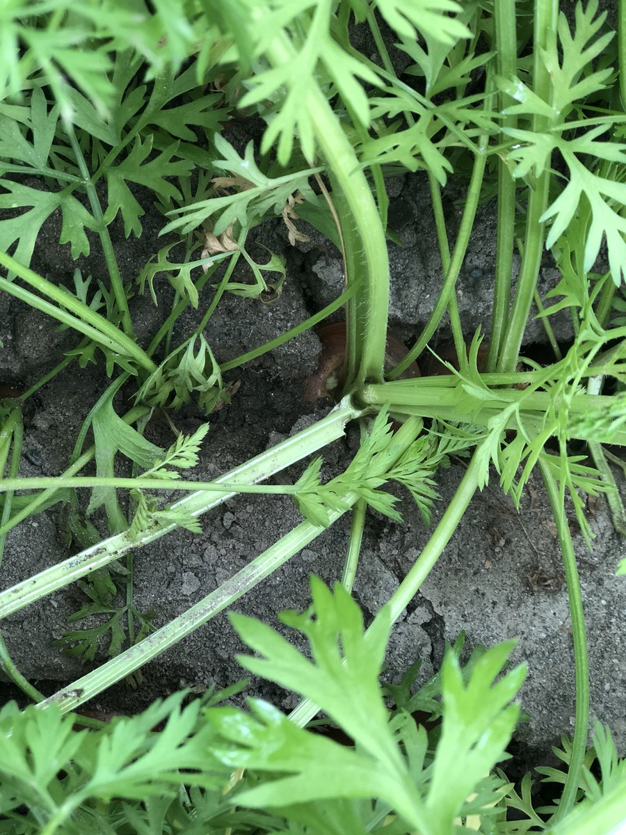 MmeJessicaTeach's tweet photo. We care about carrots!!#bcaitcsummerinstitute2018 https://t.co/Cx25ptNRUC