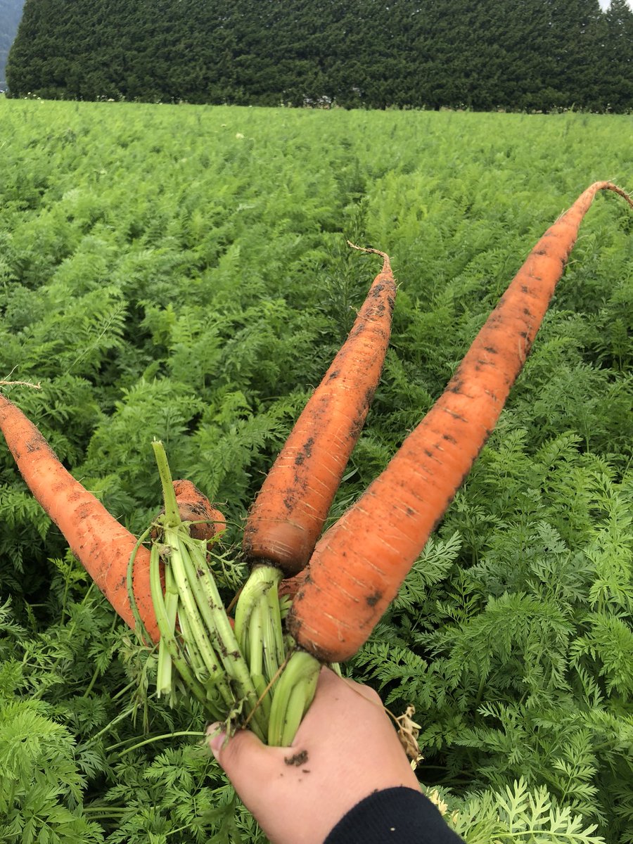 MmeJessicaTeach's tweet photo. We care about carrots!!#bcaitcsummerinstitute2018 https://t.co/Cx25ptNRUC