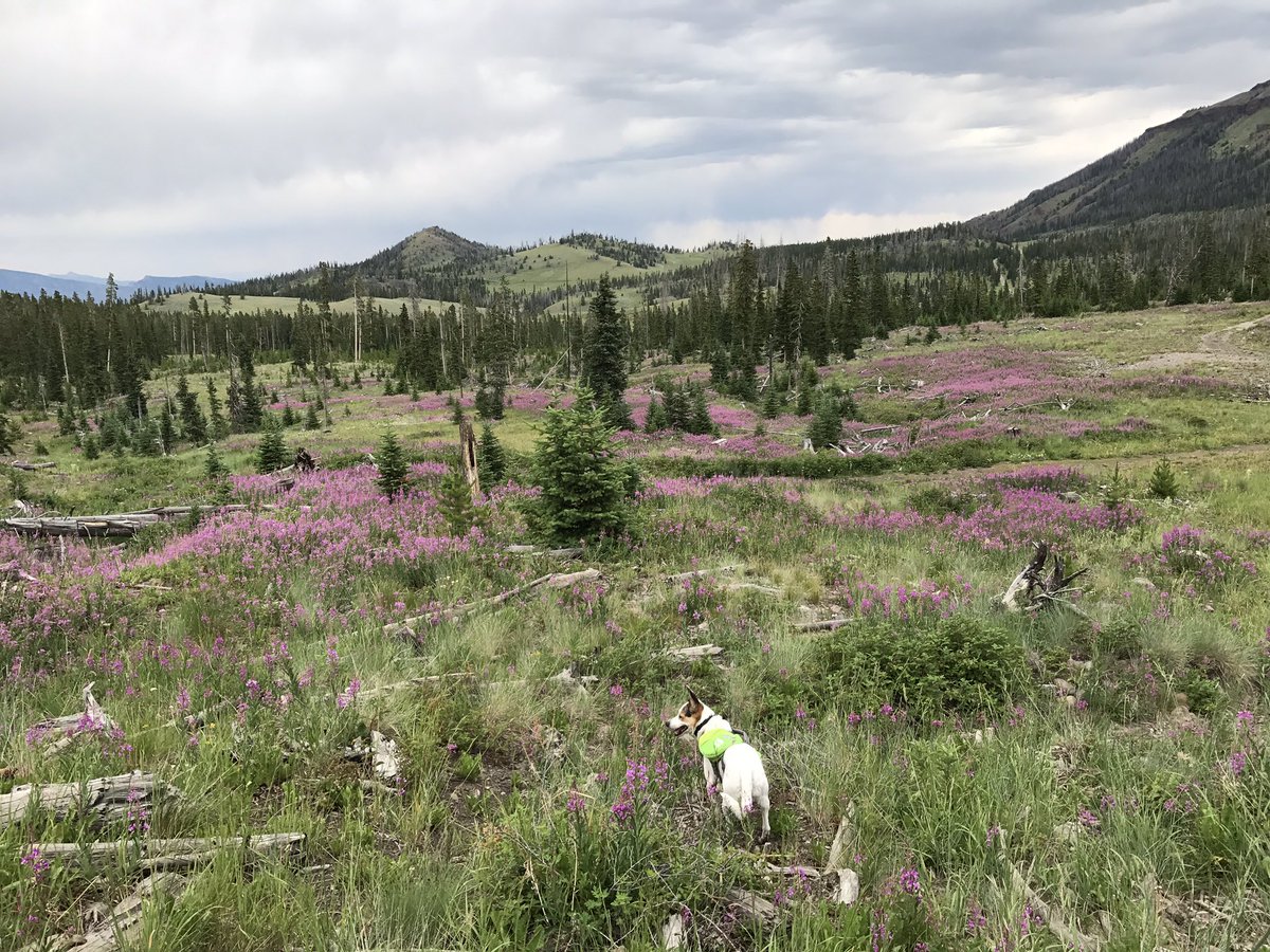 ingthingg's tweet photo. Another wonderful day on Carter Mtn! Lots of #Eocene fossils #fieldwork2018 https://t.co/JzzJtwJQFh