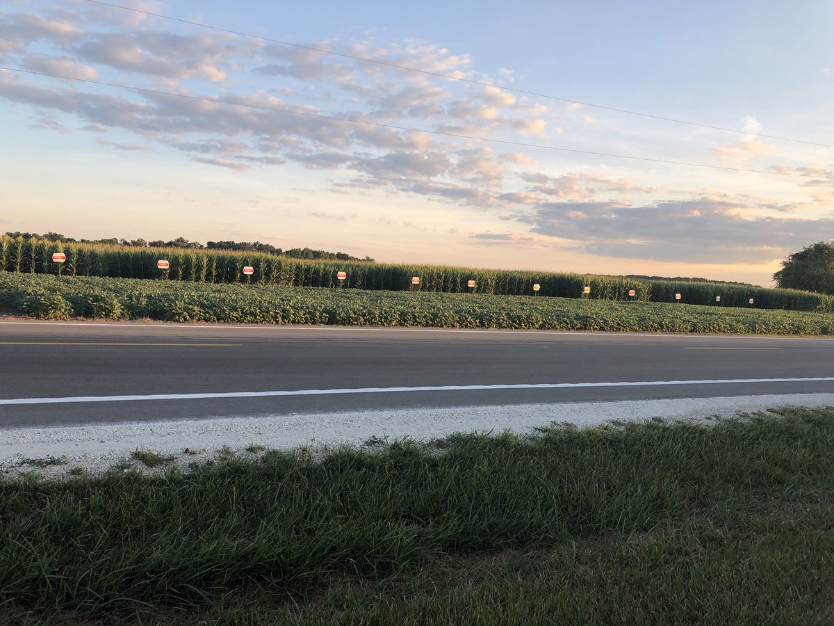 JeffZizelman's tweet photo. No catchy caption needed. Beauty speaks for itself and so will the yields this fall. #yieldheros @PioneerSeeds https://t.co/ObiT9B0Kz2