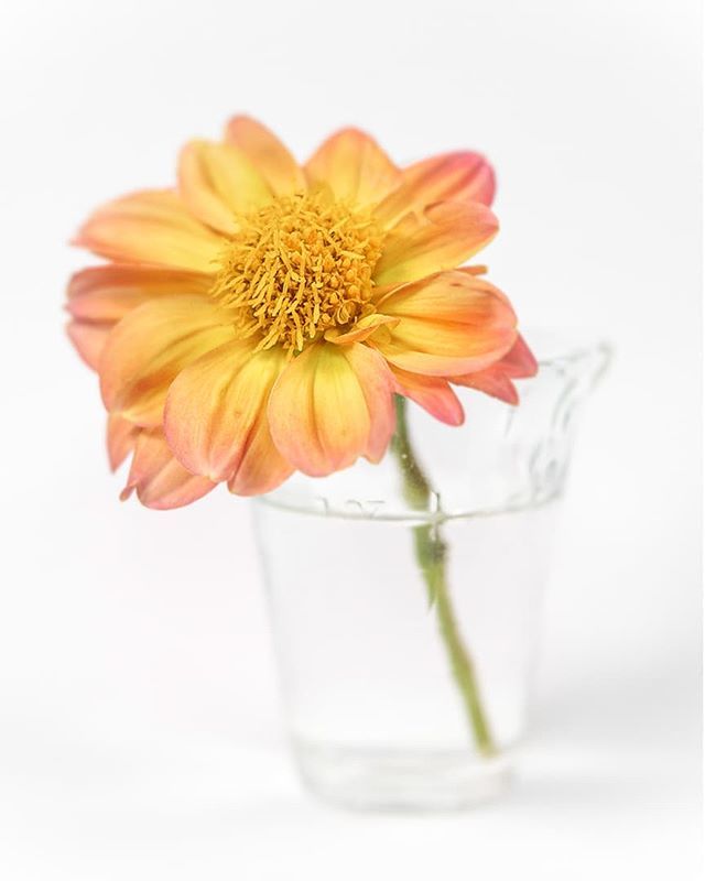 ten8e's tweet photo. I just love this color combo!  so it was a nice surprise when one of my dahlias bloomed yesterday
_
 6D2  Lensbaby Velvet 56
_
#dahlia #flowerphotography #seeinanewway #lensbaby #velvet56 #flower #canon6dmarkii #manualfocus #bokeh #prtv #penlive #shallow… https://t.co/JzzElWr9ua https://t.co/2RHeqcbLXJ