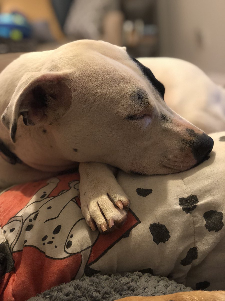 hayhanke's tweet image. She sleeps on 101 dalamation blanket thinking they are her people. #wrongbreed #samespots