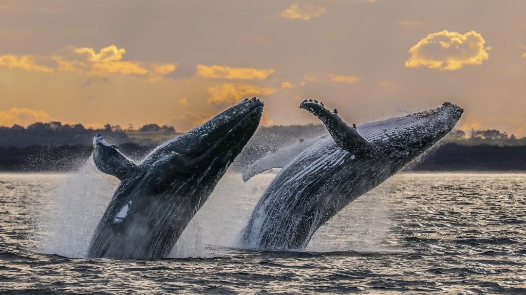 Australia's tweet photo. Happy Friday! Here are this week's favourite fan photos: https://t.co/4Nv4iKC8rt https://t.co/6q0oJZv48s