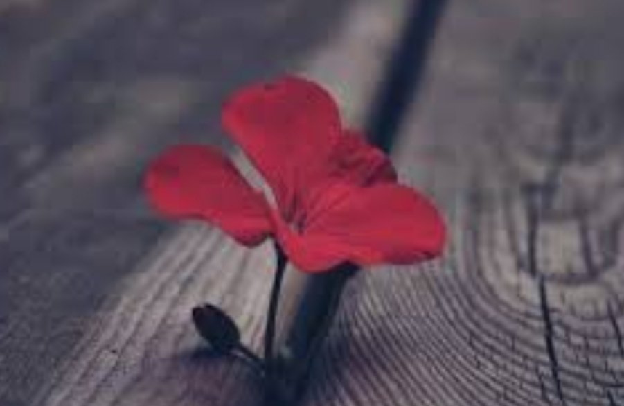 aallfff__15k tweet picture