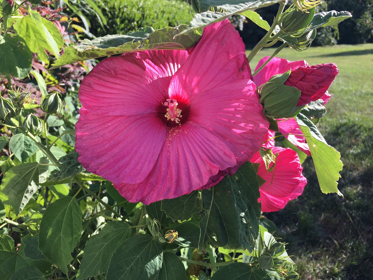 windriftpottery's tweet photo. Hibiscus is blooming🌺🌺🌺 #hibiscus #Flowers #gardening #garden #blooms #blooming #🌺 #landscape #summerflowers #pinkflower https://t.co/EnnVytlsiS