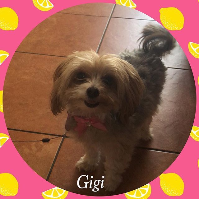 TDBFLOWERMOUND's tweet photo. Gigi came in for a new bandana and a peanut lickety split! Enjoy sweet baby! ❤️💕🐾 #dogsafe #dogbakery #rawhide #naturalrawhide #allnatural #allnaturaltreats #dogtreats #cattreats #southlaketx #shopsofsouthlake #unleashthelove #dogsofinstagram https://t.co/eUWWcDkimY https://t.co/oFtGwudil7