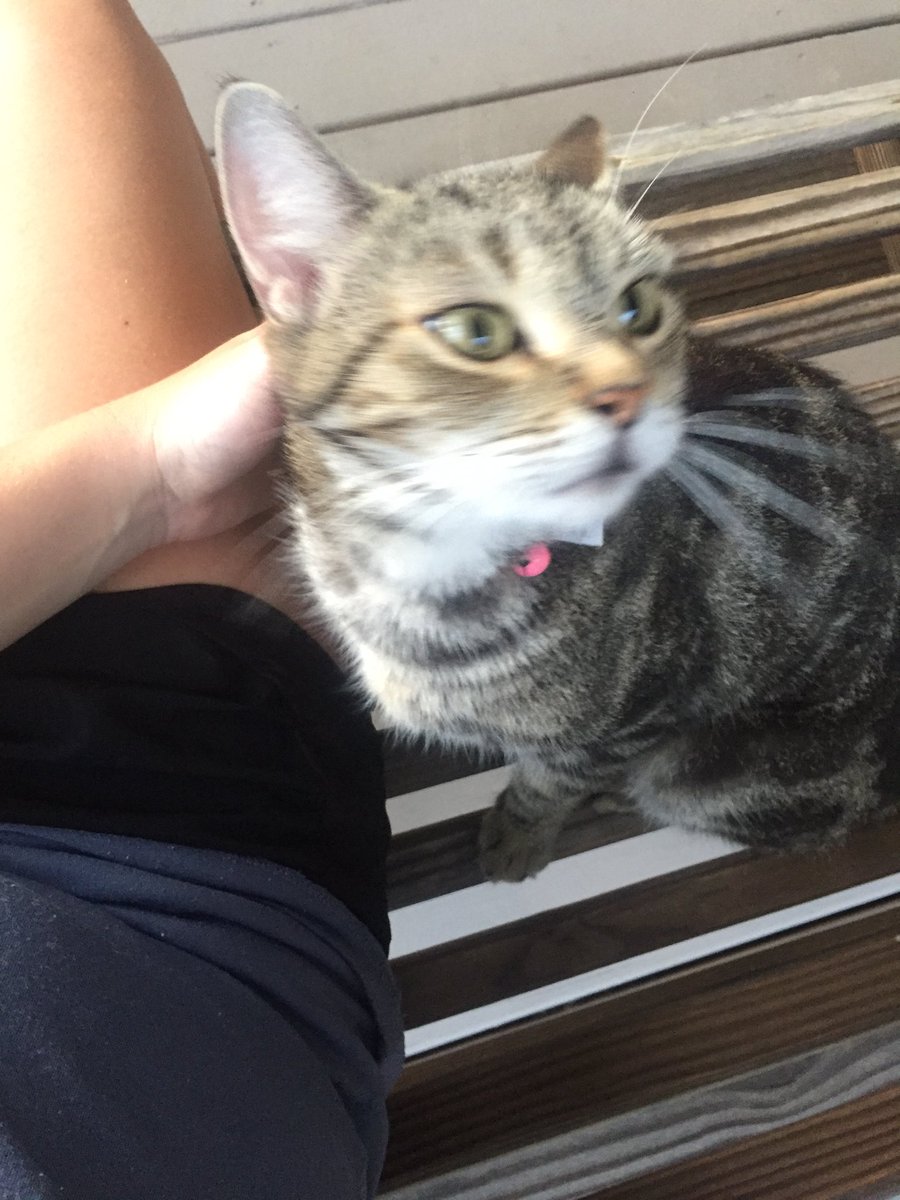 STACEtheACE16's tweet photo. Rescued this stray cat from the beach, she was skin and bones. But now she is living her best life! #gracie https://t.co/wblORtayr7