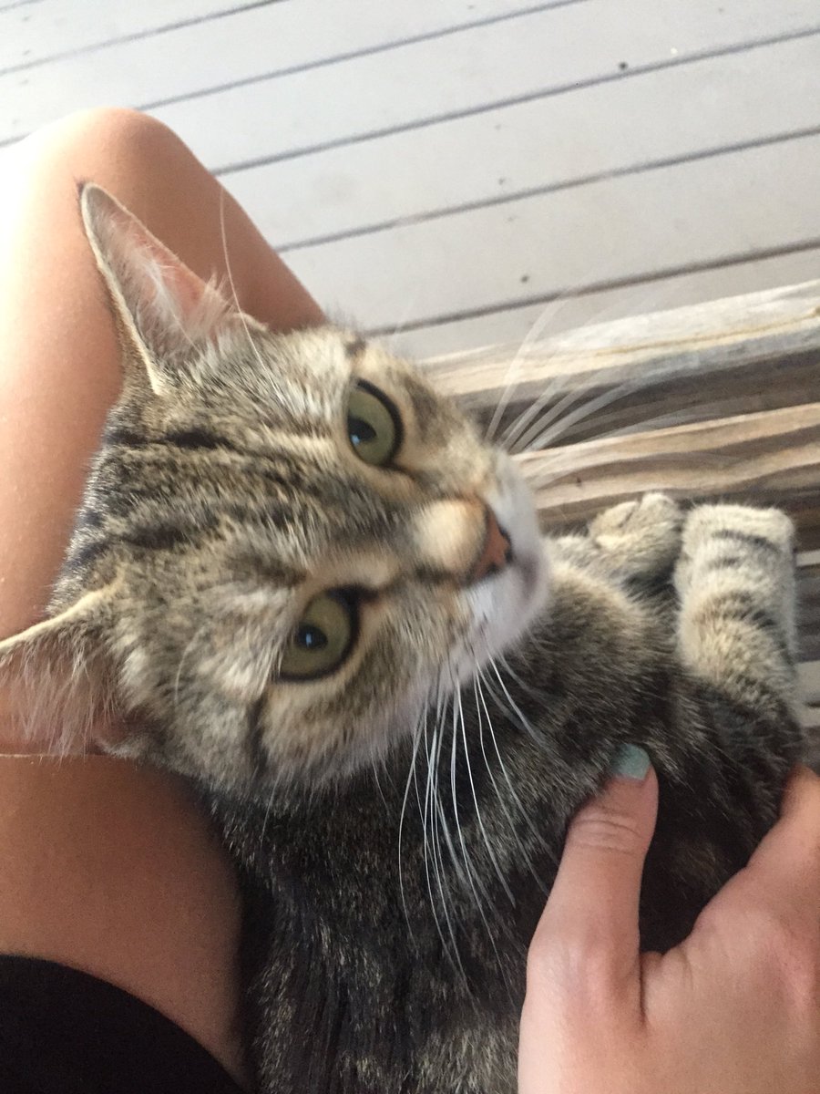 STACEtheACE16's tweet photo. Rescued this stray cat from the beach, she was skin and bones. But now she is living her best life! #gracie https://t.co/wblORtayr7