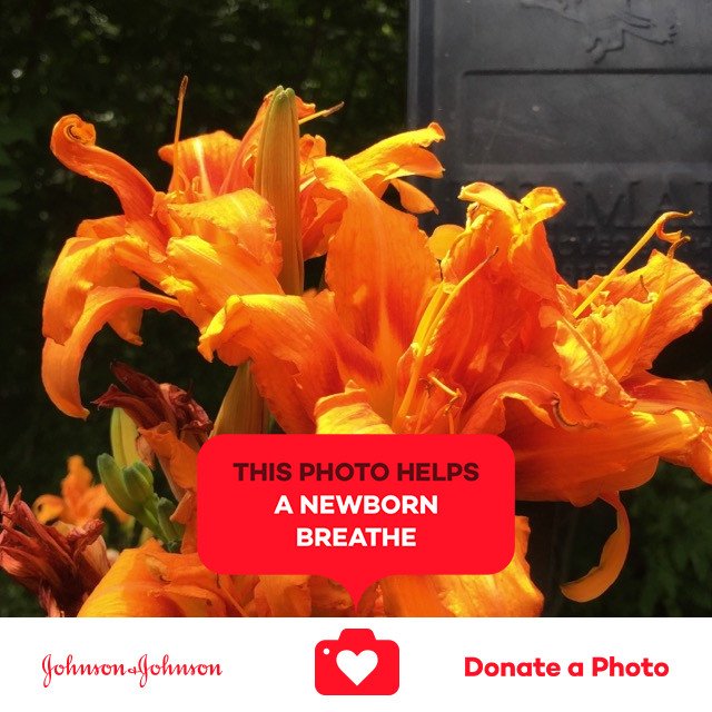 YoKristyna's tweet photo. Day lily blooming in front of a mailbox. Beautiful surprise.  #jnj @donateaphoto https://t.co/cgcN2mU2AP https://t.co/inaiIxZyjG