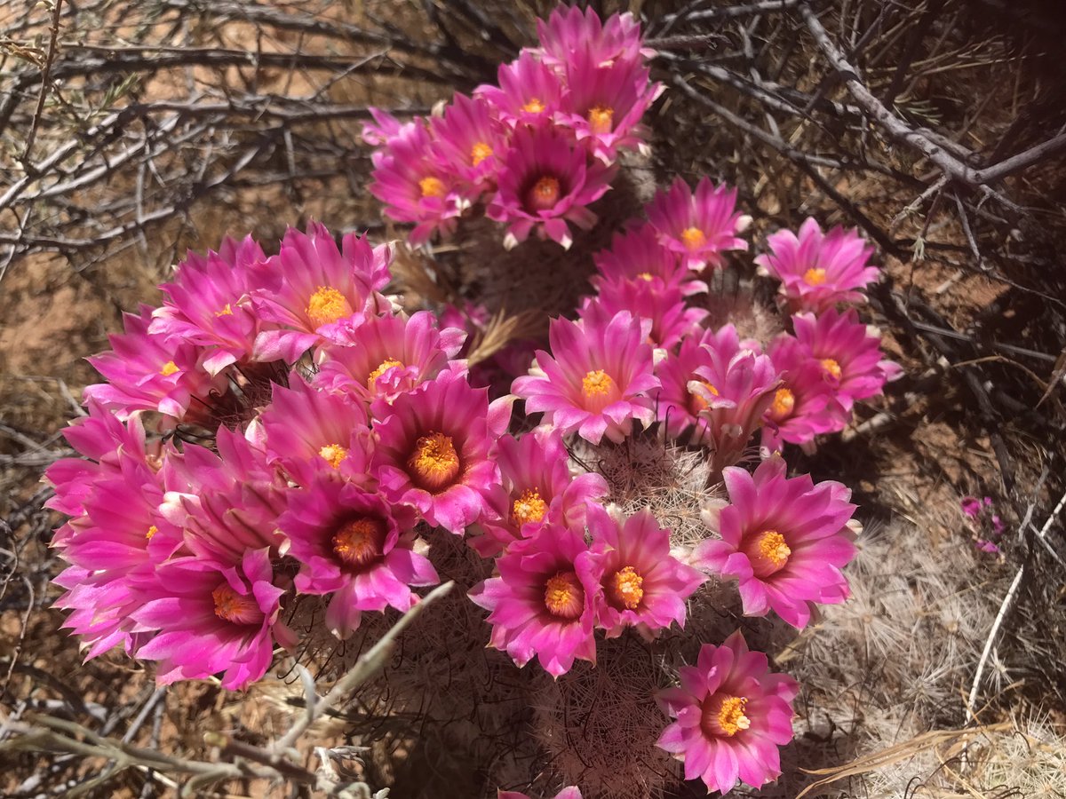tstou10's tweet photo. #Mammillaria tetrancistra going off in the virgin river gorge, #AZ-- what a fantastically #beautiful #cactus! #Cactaceae #NaturalBeauty #PSHbotany https://t.co/L9mEJ9r5PY