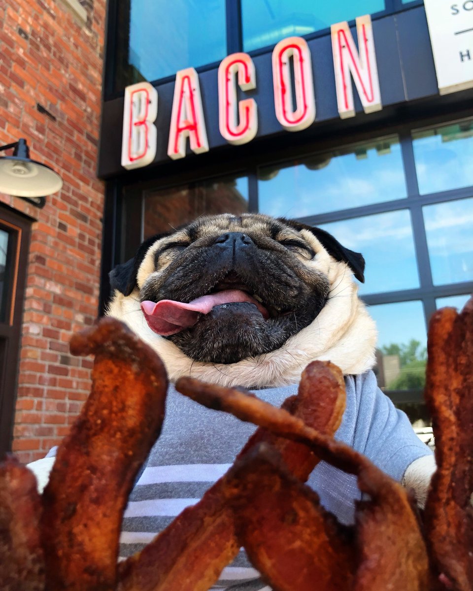 itsdougthepug's tweet photo. Ur bacon me crazy 🥓 https://t.co/gQ911LGMou