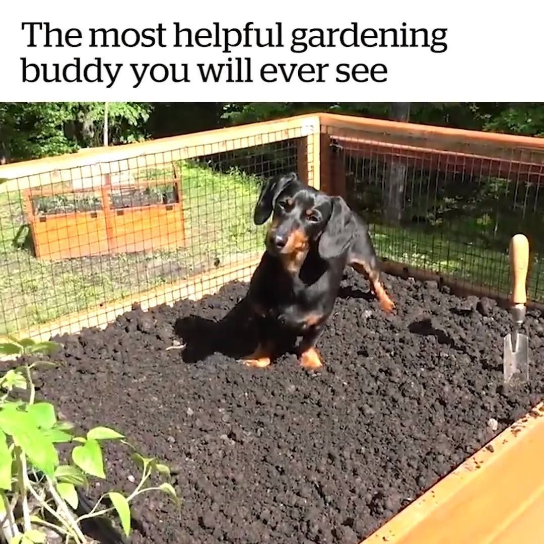 PoocheoStore's tweet photo. He certainly has a green thumb 😍🌿 Credit: Crusoe the Celebrity Dachshund https://t.co/aIk3FlvJ2L https://t.co/l5DXibbDB2