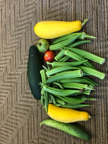 GMASteam's tweet photo. Great things are happening @GMASteam! Teachers and staff are helping get the word out about our #meetandgreet, the @boyscouts grew some impressive produce over the summer, and back to school postcards are almost ready to be mailed! #GMApride https://t.co/M5UUmmV4cP