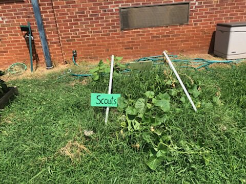 GMASteam's tweet photo. Great things are happening @GMASteam! Teachers and staff are helping get the word out about our #meetandgreet, the @boyscouts grew some impressive produce over the summer, and back to school postcards are almost ready to be mailed! #GMApride https://t.co/M5UUmmV4cP