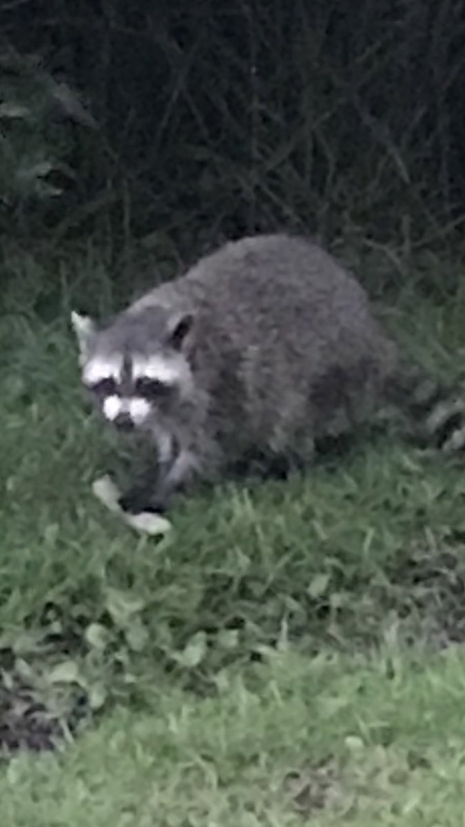 BroHornsby's tweet photo. Enjoying a little get away to Hilton Head Island... on our last night this was my friend I saw from our balcony!! https://t.co/SlpbfzEiWD