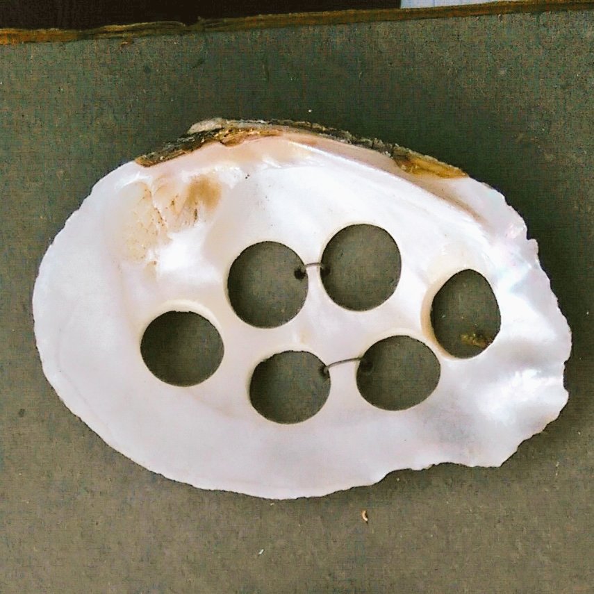 Closeup of inside of a large clam shell tied to cardboard by thin wire. The shell has six large holes in it.