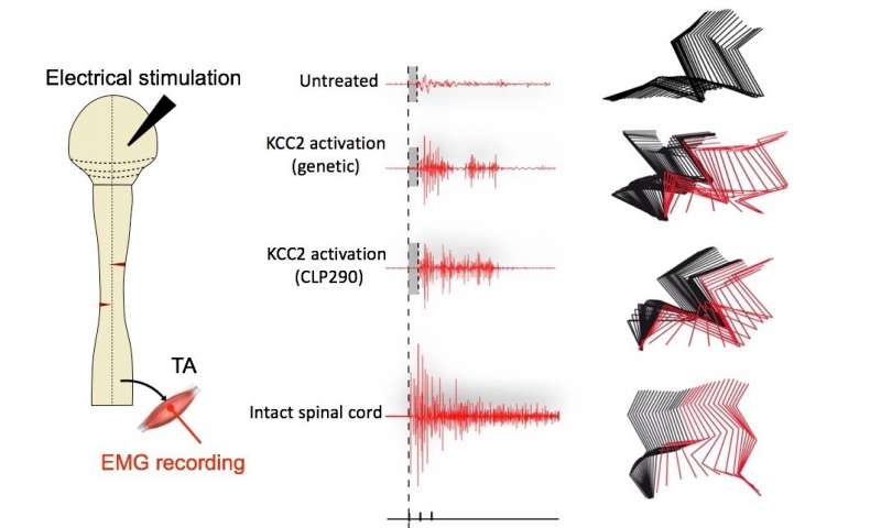 AndyBiotech's tweet photo. Very interesting!

Paralyzed mice with spinal cord injury made to walk again
https://t.co/9u1Wc6TOaE

Small molecule KCC2 agonist reactivates dormant nerve pathways
https://t.co/ipWosgQsFY https://t.co/r6jTv64I43