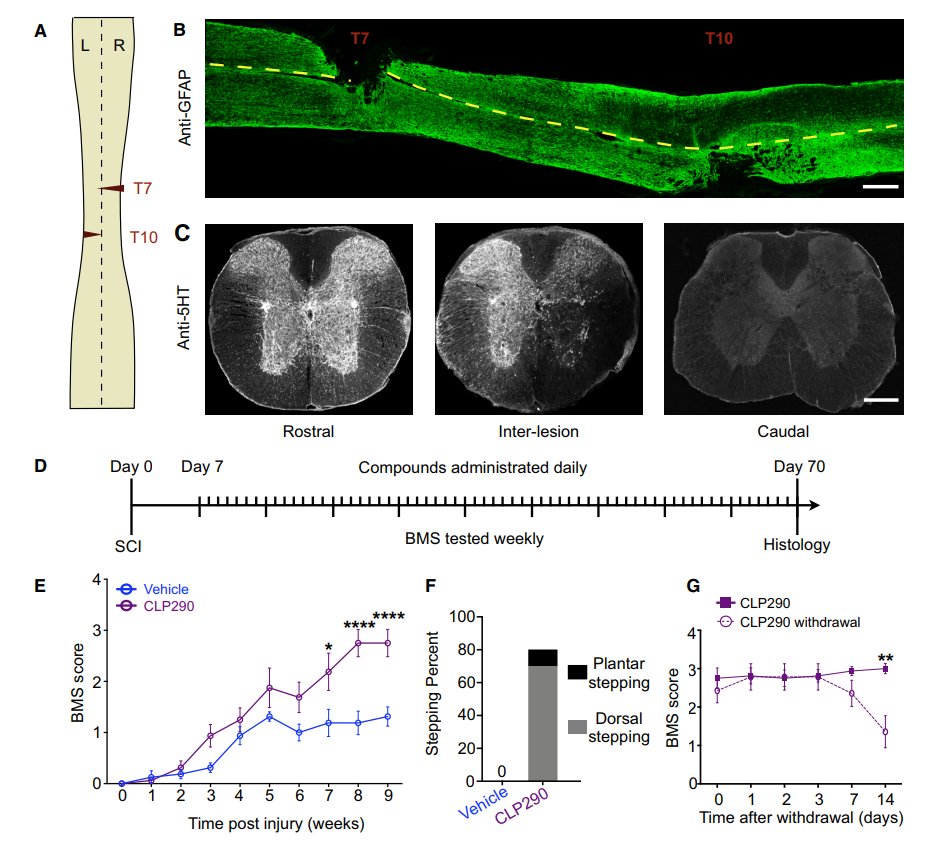 AndyBiotech's tweet photo. Very interesting!

Paralyzed mice with spinal cord injury made to walk again
https://t.co/9u1Wc6TOaE

Small molecule KCC2 agonist reactivates dormant nerve pathways
https://t.co/ipWosgQsFY https://t.co/r6jTv64I43
