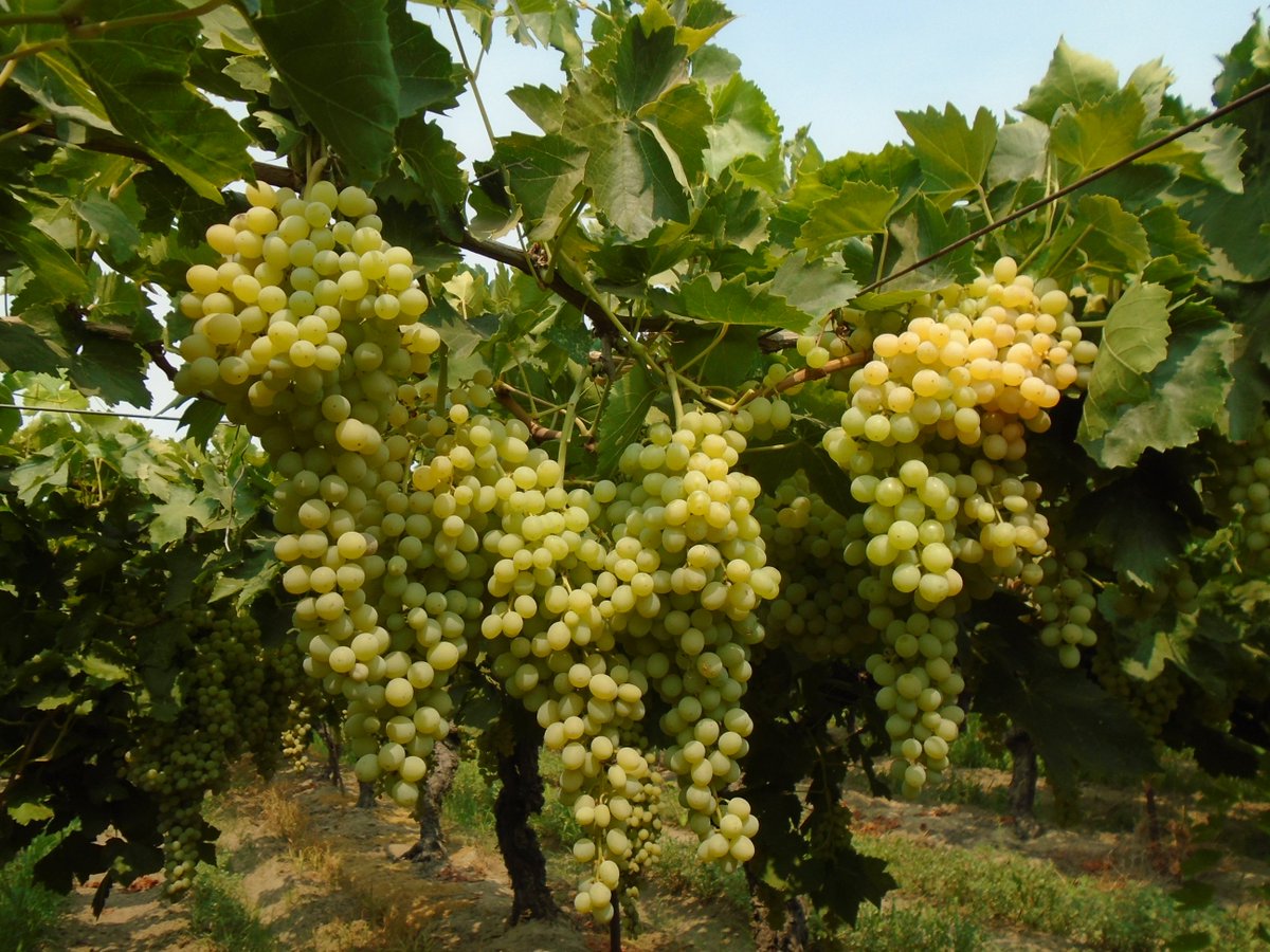 SimonianFruit's tweet photo. Our Natural Thompson Seedless grapes will begin being harvested for the fresh market in 3 weeks  #SFC #SIMCO #SimonianFruit #Kishmish #SimonianFarming #GrapesfromCA #ThompsonSeedless #Thompson #CaliforniaGrapes #NaturalThompson #Grapes #OldPackingHouseRanch #ManningAve https://t.co/N8CyFvY1id