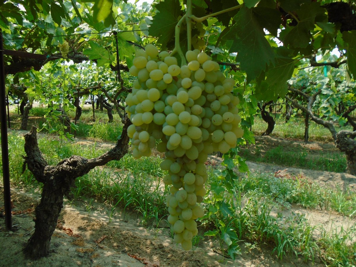 SimonianFruit's tweet photo. Our Natural Thompson Seedless grapes will begin being harvested for the fresh market in 3 weeks  #SFC #SIMCO #SimonianFruit #Kishmish #SimonianFarming #GrapesfromCA #ThompsonSeedless #Thompson #CaliforniaGrapes #NaturalThompson #Grapes #OldPackingHouseRanch #ManningAve https://t.co/N8CyFvY1id