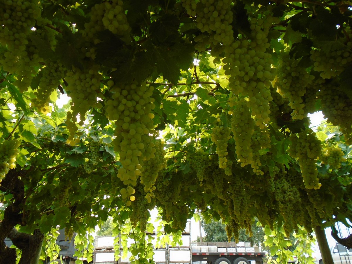 SimonianFruit's tweet photo. Our Natural Thompson Seedless grapes will begin being harvested for the fresh market in 3 weeks  #SFC #SIMCO #SimonianFruit #Kishmish #SimonianFarming #GrapesfromCA #ThompsonSeedless #Thompson #CaliforniaGrapes #NaturalThompson #Grapes #OldPackingHouseRanch #ManningAve https://t.co/N8CyFvY1id