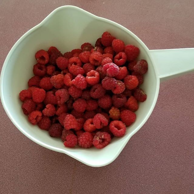 The raspberries are ripe! Picked these tonight!

#raspberrypicking #raspberries #freshfruits #freshraspberries ift.tt/2LxT1uX