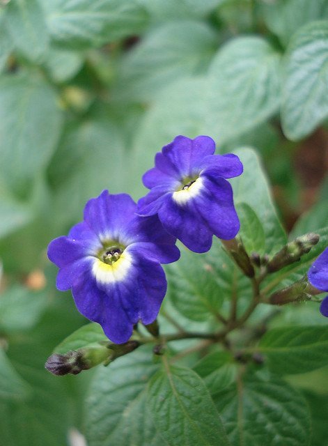 Thonkita's tweet photo. Tengo meses sin tomar fotos, ni las flores me invitan a salir al jardín ni la luna llena me llama a la terraza.
Hoy limpié los lentes y puse a cargar la batería, a ver si mañana...

#cielitos https://t.co/sYJYRVep0Q