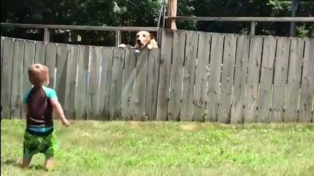 FOX4's tweet photo. Boy plays fetch with neighbor's dog over fence https://t.co/qFw4NkfYas https://t.co/8sbY5tCJQH