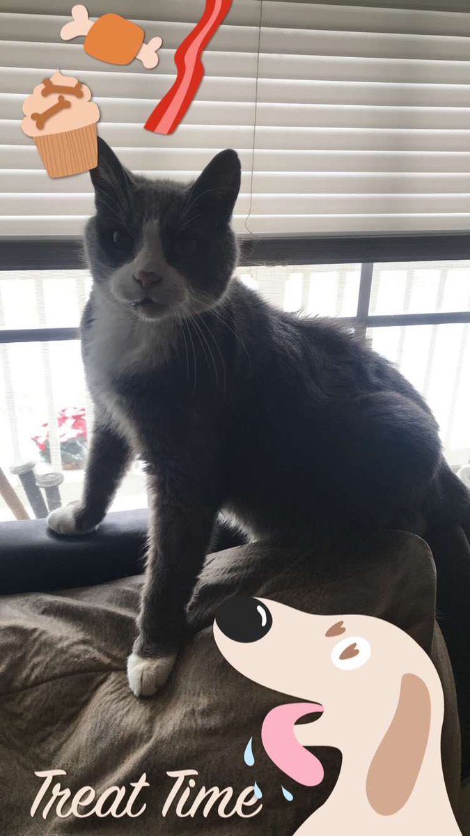 TheGrouppy's tweet photo. R.I.P to my closest friend in the world. Breaks my heart that I won’t be able to see you anymore but I know you’re happy and not in pain anymore. I love you and I will never forget you Raven, you will be missed..❤️ https://t.co/d9whKTrpPk