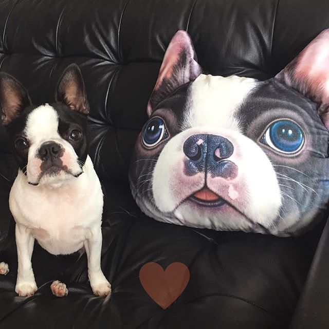 Okay, my human's obsession with me is officially getting weird...... 😳🙄😂
------
Follow <a href="/yobostonterrier/">yobostonterrier</a>
Credited by @monkeypiggypup
Ecstatic photo.

#ilovemybostonterriers #bostonterrierobsessed #bostonterrierrules #bostonterrierchile #bostonterrierdogs #bostonterriercrew #b…