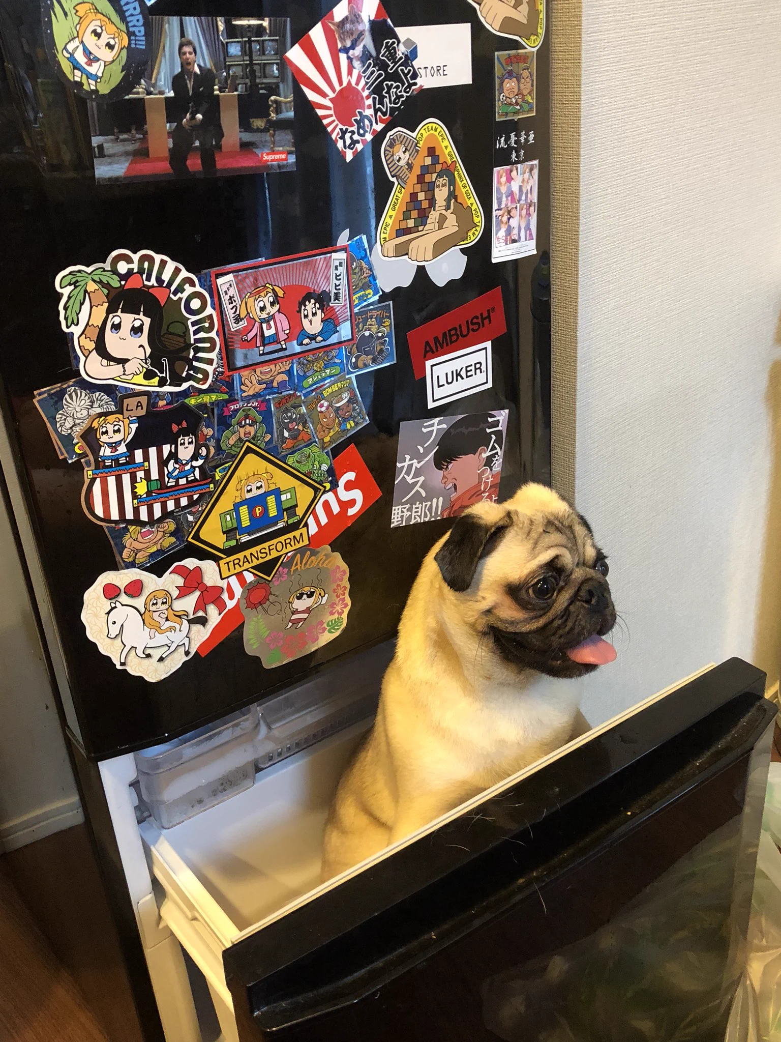 いやどうやって入ったのｗｗ冷蔵庫の中にすっぽりおさまる犬ｗｗ