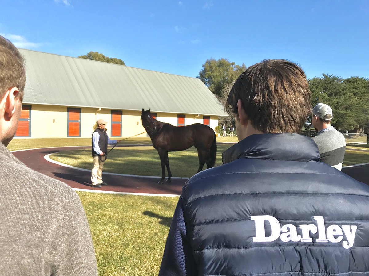 twobaysfarm's tweet photo. Impending @DarleyStallions was looking great, as was all there stallions. Credit to the team! #vicbreeding #greatday #peninsulapower #cantwaitfornextyr @vicbreeders @Aushorse_TBA https://t.co/nV2a1YVxRT