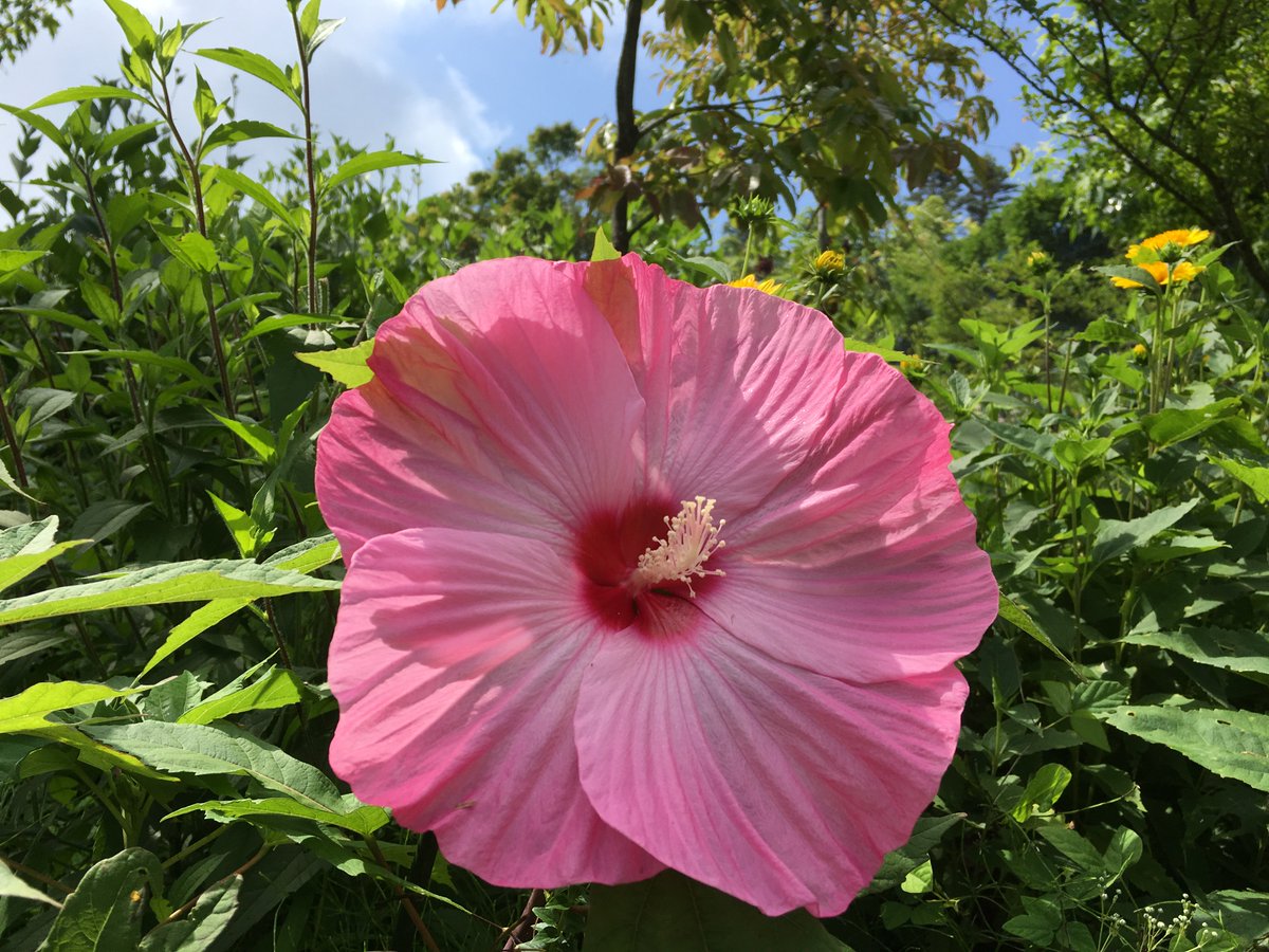 ガーデンミュージアム比叡 京都 花 比叡山 夏の花で タイタンビカス が大きなピンクの花を咲かせました 比叡山 ガーデンミュージアム比叡 Kyoto