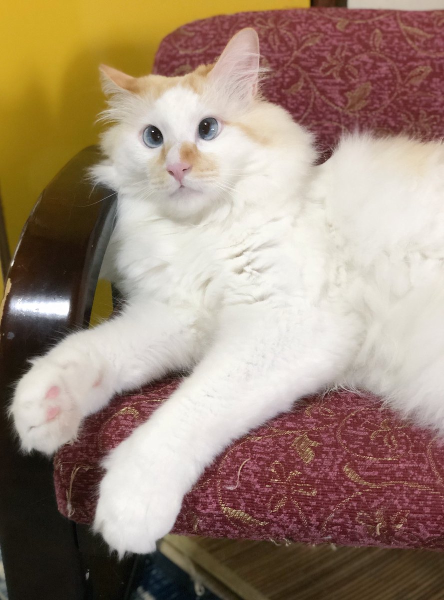 sssssine's tweet photo. He is almost 4 years old, but he sometimes becomes a kitten-like face. https://t.co/svXVbMT9NE