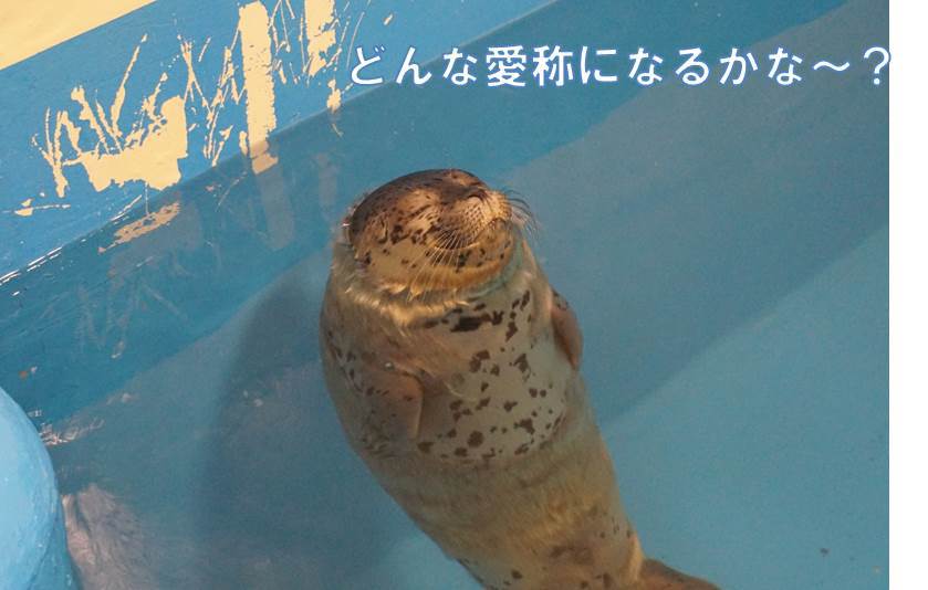 AsamushiAqua's tweet photo. ゴマフアザラシ赤ちゃん愛称発表日！ https://t.co/slTuBnMvTc https://t.co/F87EmUyieE