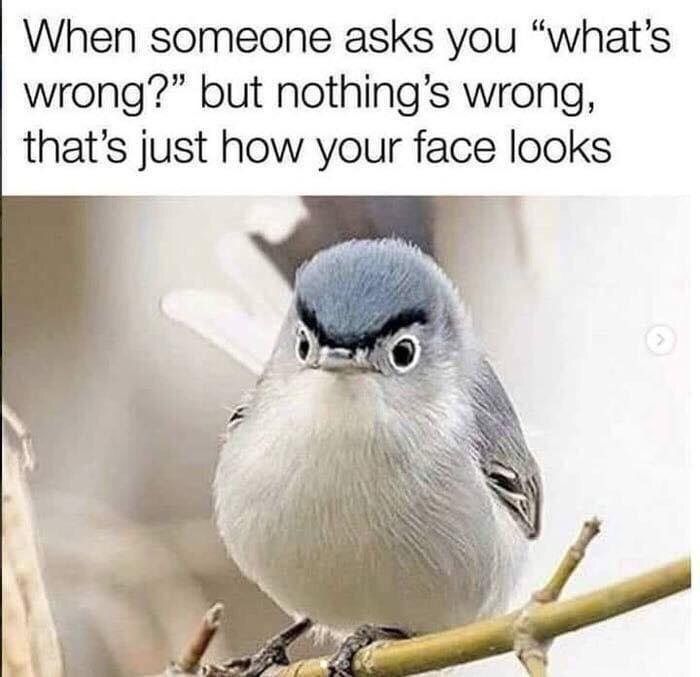 screeble tweet media