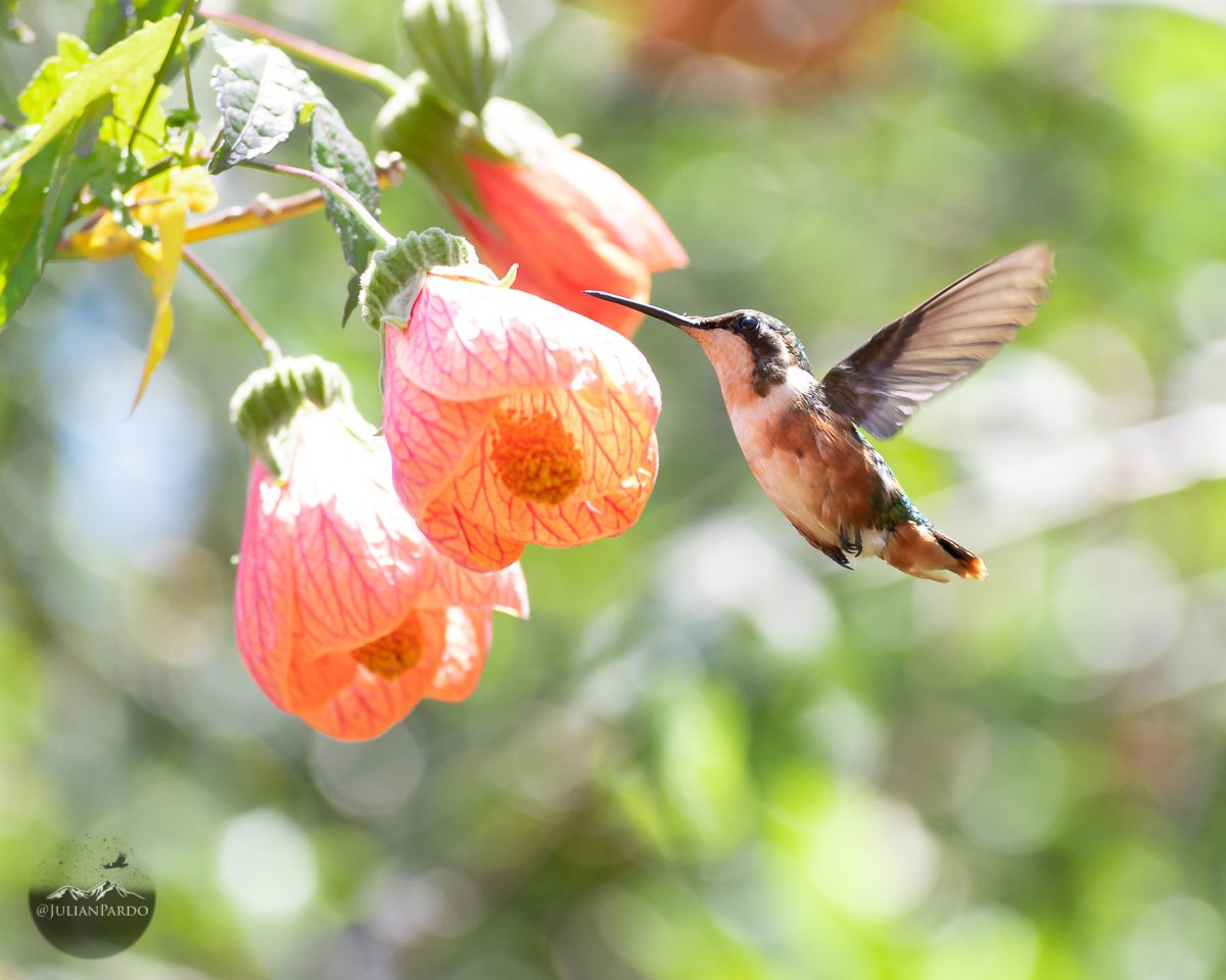 JulianPardo's tweet photo. Iniciando el especial de Colibríes, uno mis animales favoritos en este planeta 😊 https://t.co/Eyi5NGi9tA