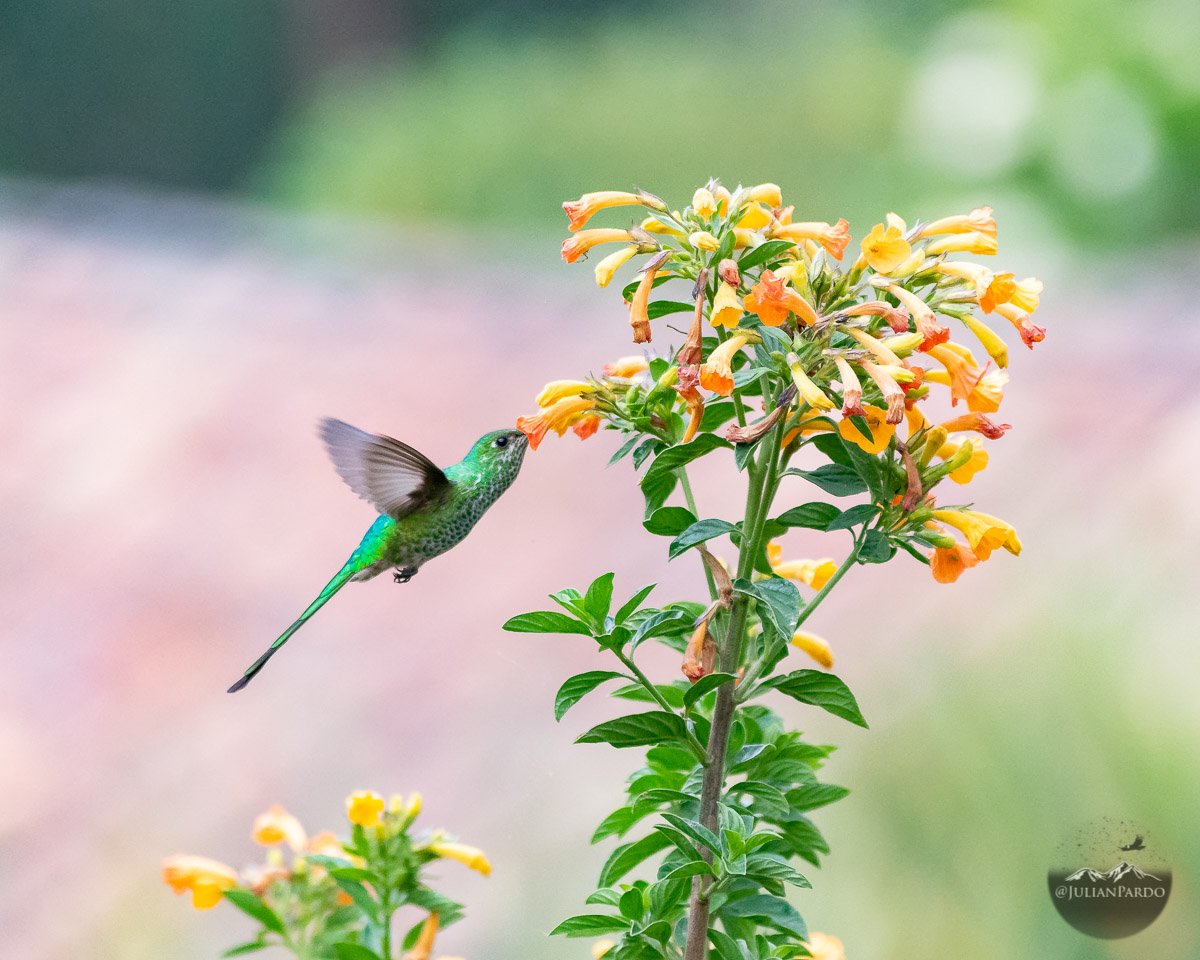 JulianPardo's tweet photo. Iniciando el especial de Colibríes, uno mis animales favoritos en este planeta 😊 https://t.co/Eyi5NGi9tA