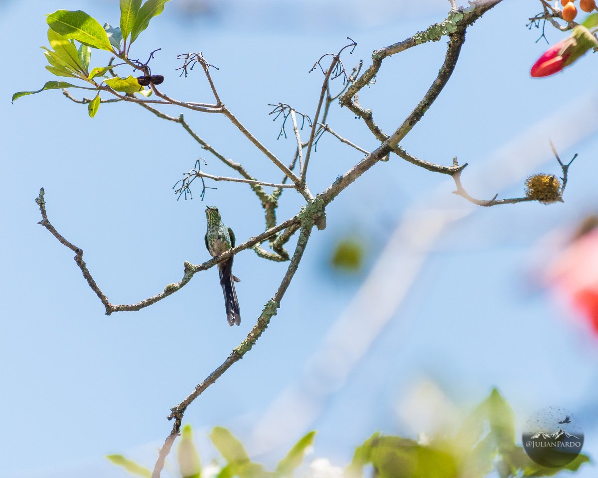 JulianPardo's tweet photo. Iniciando el especial de Colibríes, uno mis animales favoritos en este planeta 😊 https://t.co/Eyi5NGi9tA