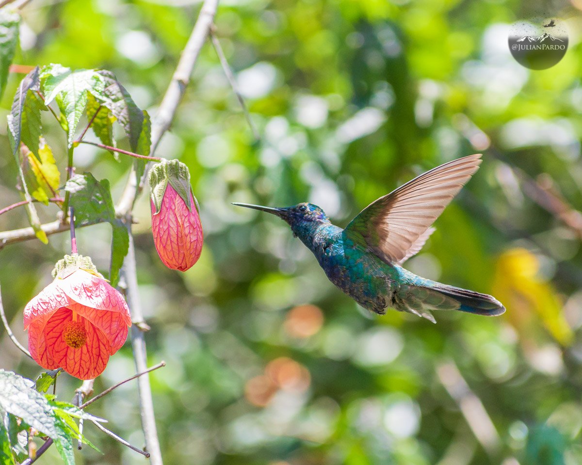 JulianPardo's tweet photo. Iniciando el especial de Colibríes, uno mis animales favoritos en este planeta 😊 https://t.co/Eyi5NGi9tA