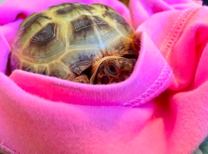 Turtles! (@turtlecentral) on Twitter photo 