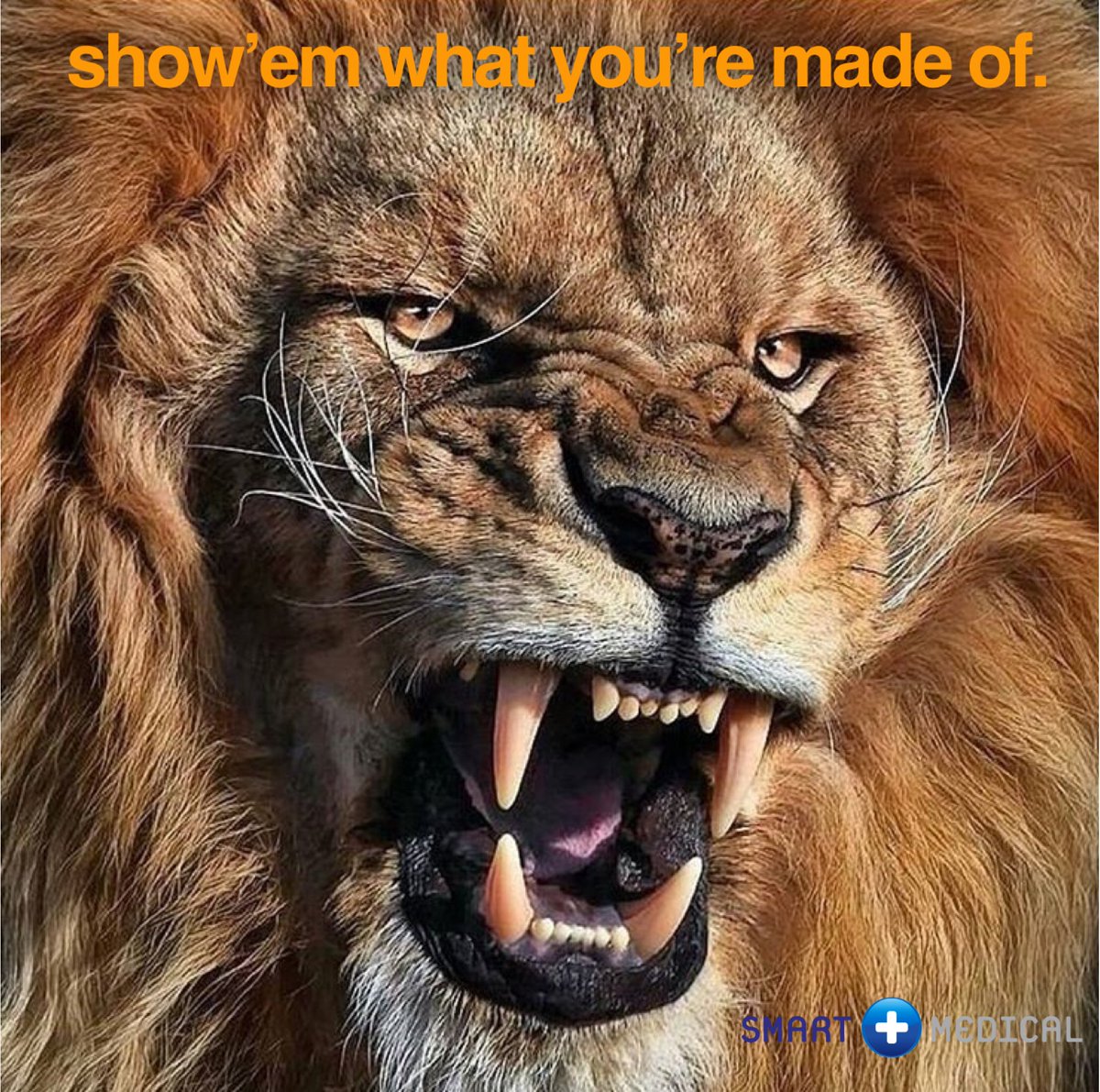 SmartMedicalUSA's tweet photo. You’ve got to stand for something even if you have to stand alone. #WarriorMentality #Conquer #Dominate #Slay #BlueBlood #FearlessMotivation #LiveWithPassion #ThursdayThoughts #Dedication #fitfam #fitness #FitnessMotivation #fitnessaddict #fitlife #fitspiration #animal #fitspo https://t.co/4dUqqvu3lo